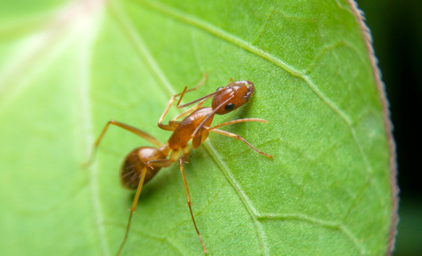 How scientists are turning invasive crazy ants against themselves