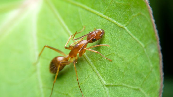 How scientists are turning invasive crazy ants against themselves