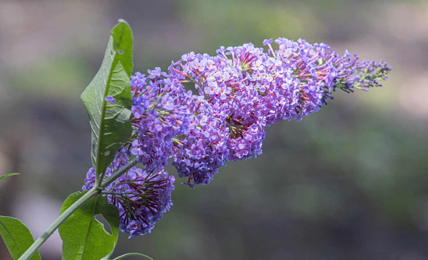 Non-native plants aren’t staying invisible to enemies anymore