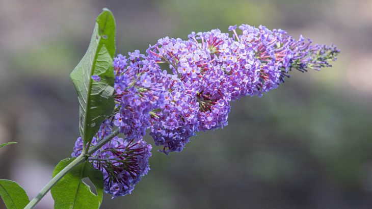 Non-native plants aren’t staying invisible to enemies anymore