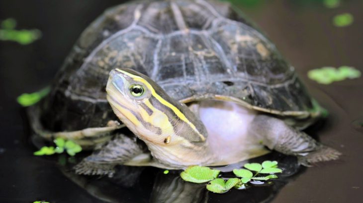 Animals repeatedly used the same genetic trick to move from water to land