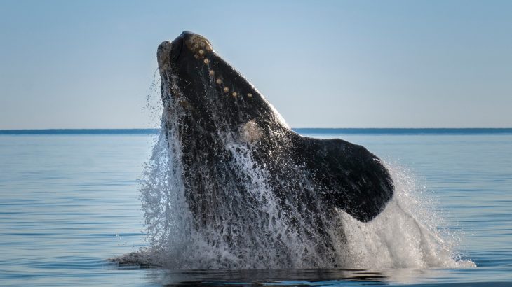 Endangered whales reveal signs of health trouble in their breath