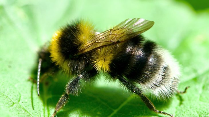 In a remarkable achievement, scientists teach bumblebees to read 'Morse code'