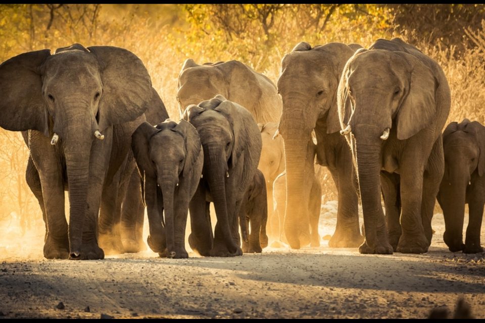 The science behind stone age elephant hunting