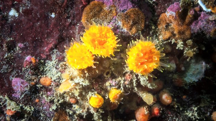 Corals reveal alarming changes unfolding along the Pacific coast