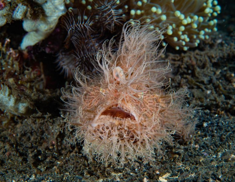 Why fish in the deep-sea evolve such strange shapes