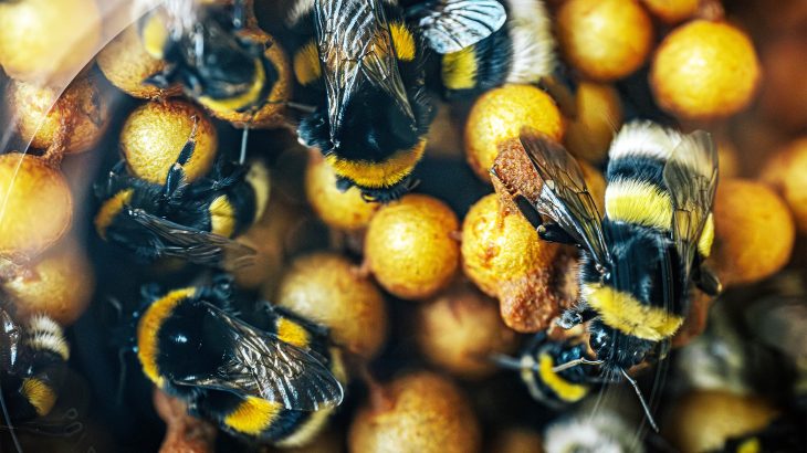 Scientists teach bumblebees to read 'Morse code' and tell time in a remarkable new study