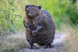 2025/11/Beaver-biodiversity.jpg