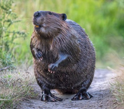 2025/11/Beaver-biodiversity.jpg