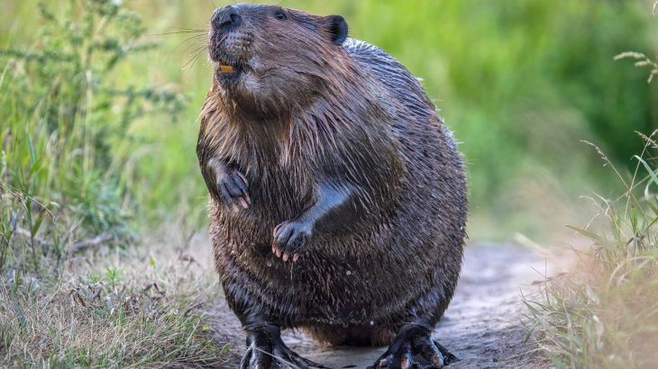 Beaver wetlands become biodiversity hotspots for pollinators