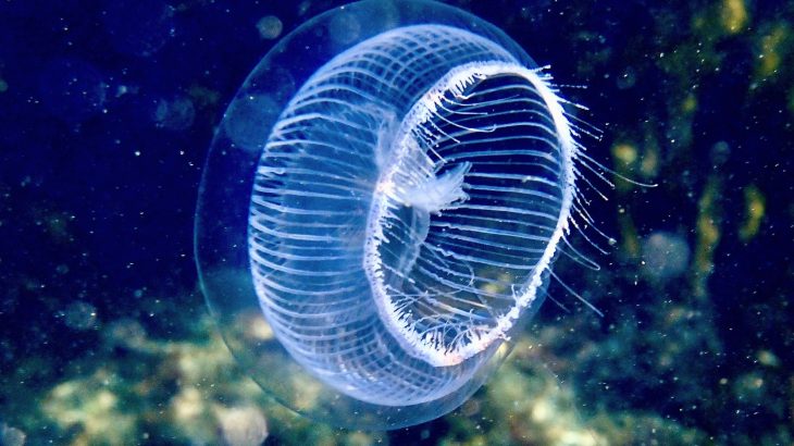 Which animal really came first? The debate may finally be settled