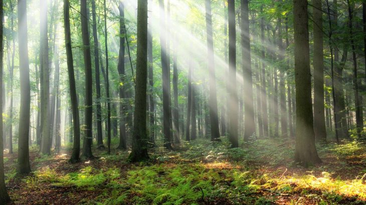 Water world hidden inside trees helps forests survive droughts