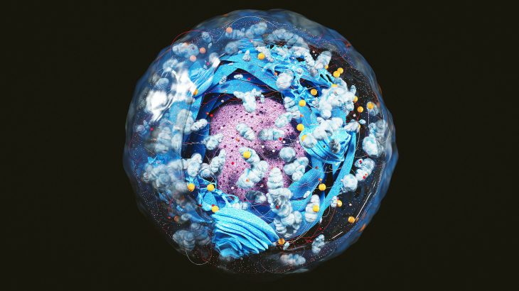 Scientists discover a 'mortality timer' inside human cells