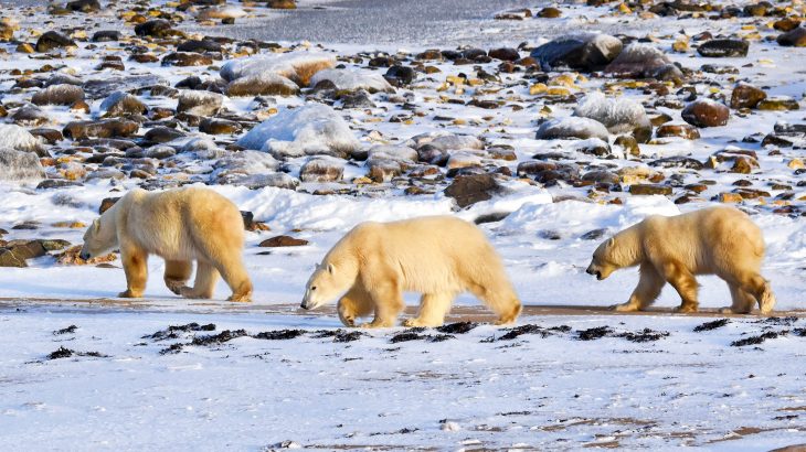 Polar warming is unleashing a public health crisis worldwide