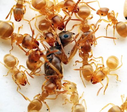 2025/11/ant-parasitic-queen-matricide_Kyushu_1m.jpg