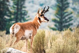 Proactive protection prevents tomorrow's extinctions