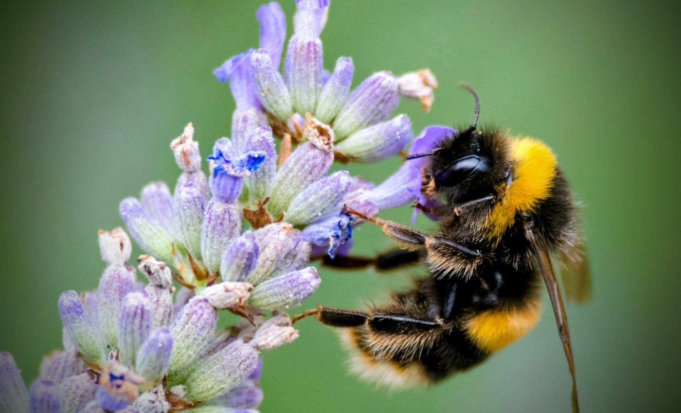 Invasive ants drain the energy of hard-working bumble bees