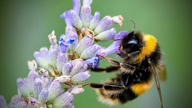 Invasive ants drain the energy of hard-working bumble bees