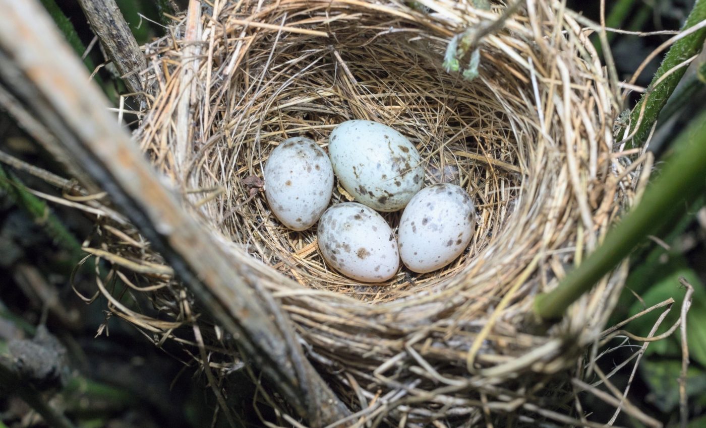 How cuckoo birds manage to mimic the eggs of many species