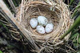 2025/11/Cuckoo-eggs.jpg