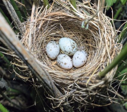2025/11/Cuckoo-eggs.jpg