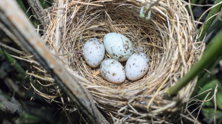 How cuckoo birds manage to mimic the eggs of many species