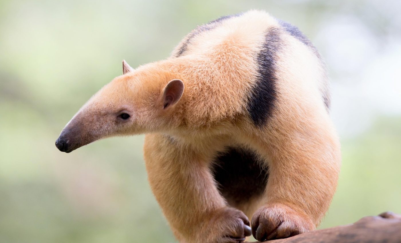 World Anteater Day: Protecting the balance of nature