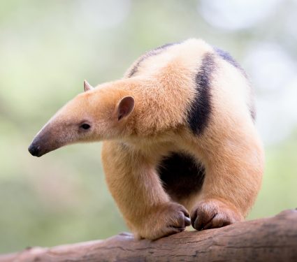 World-Anteater-Day-.jpg