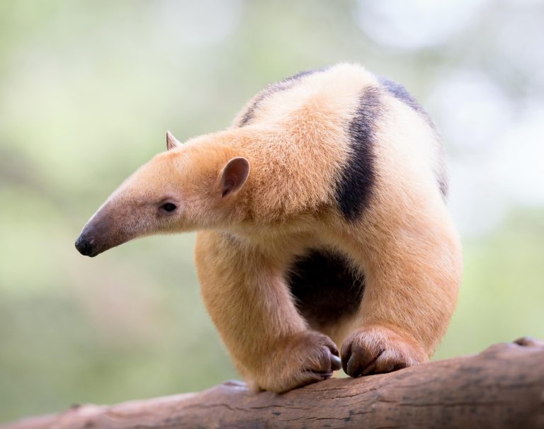 World-Anteater-Day-.jpg