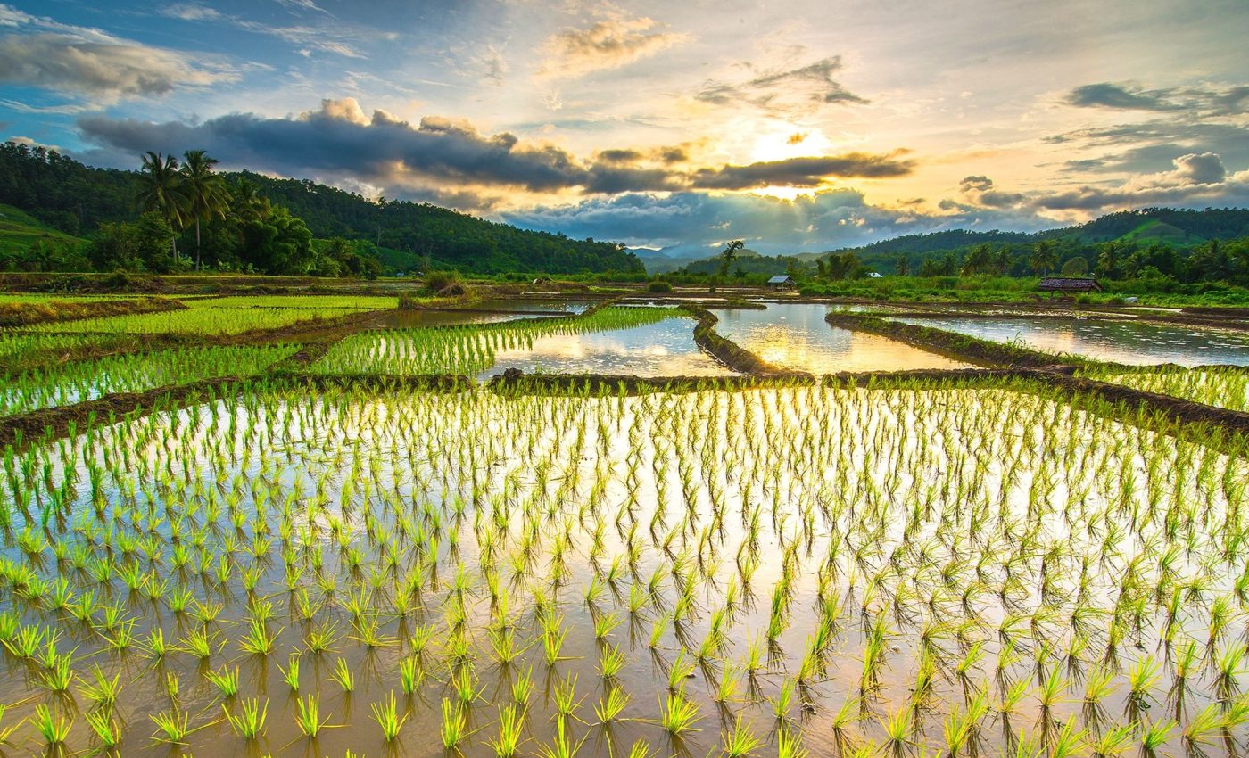 Rice harvests are collapsing under more intense flood seasons