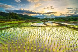 2025/11/Rice-flood-1.jpg