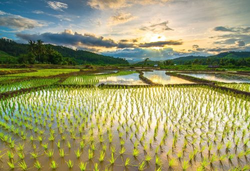 2025/11/Rice-flood-1.jpg