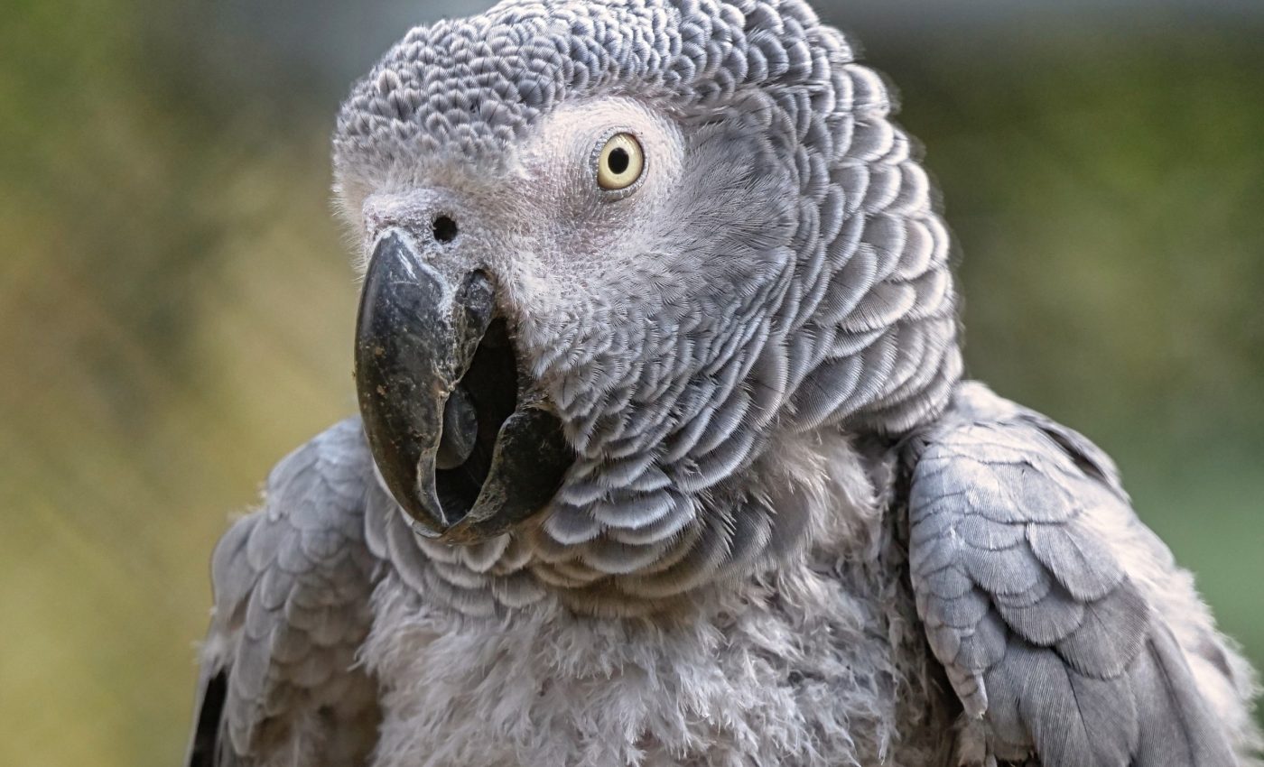 Birds can learn meaning in sounds - not just songs