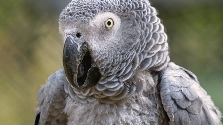 Birds can learn meaning in sounds - not just songs