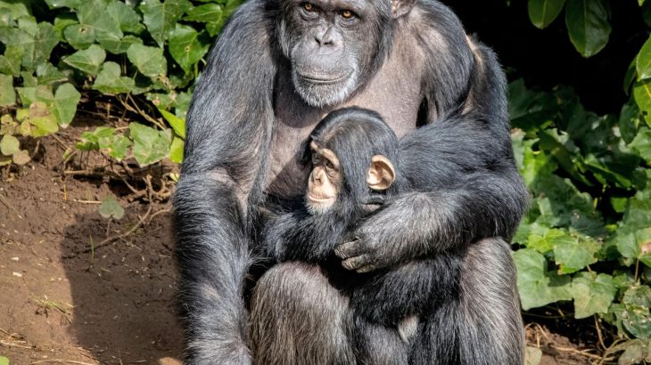How a violent clash between chimpanzees ended in a baby boom