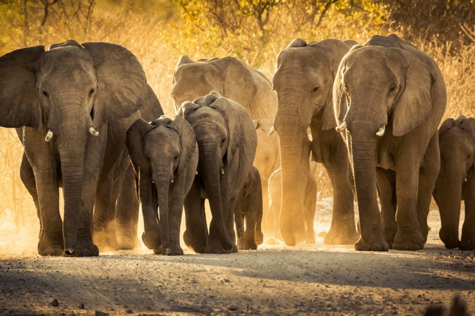 The science behind stone age elephant hunting