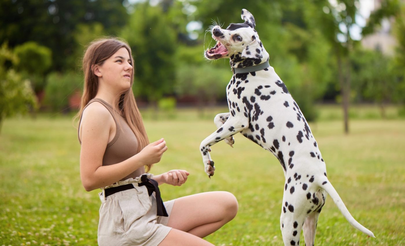 Dog 'ADHD' impacts learning, but small changes can help