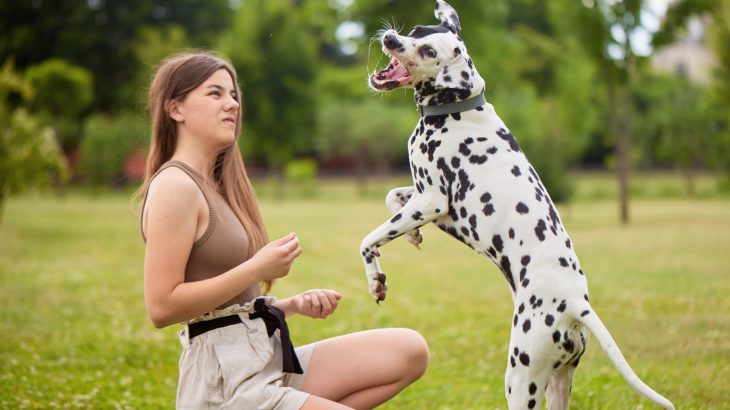 Dog 'ADHD' impacts learning, but small changes can help