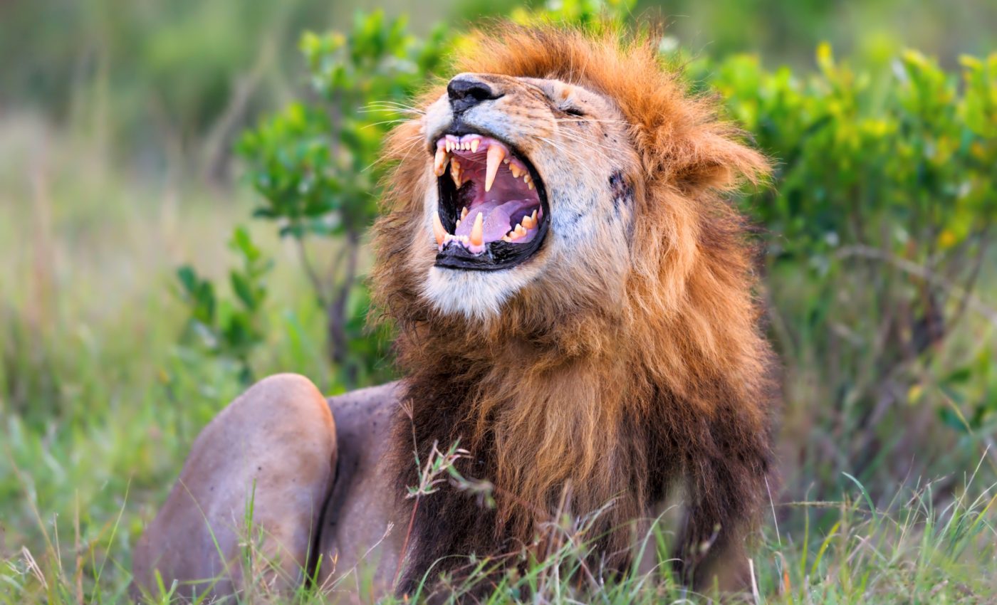 Lions have a secret roar that was just uncovered by AI