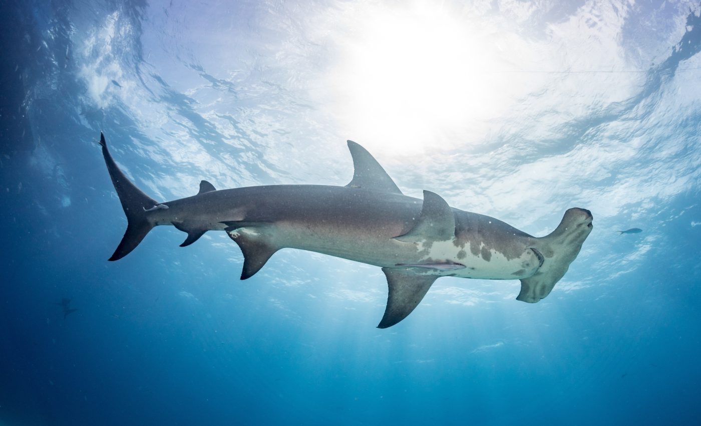 Sharks and rays have been declining for 45 million years