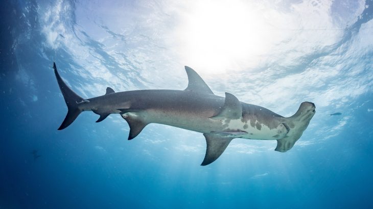 Sharks and rays have been declining for 45 million years