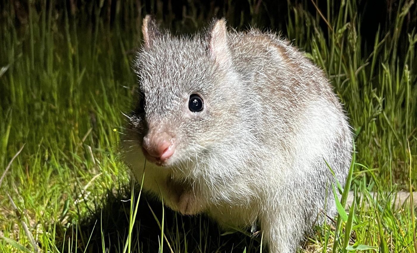 Bettongs can bite through seeds that would break other animals’ jaws