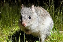 2025/11/Bettongs-bite2.jpg