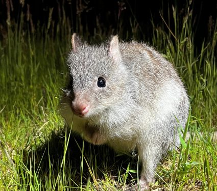 2025/11/Bettongs-bite2.jpg