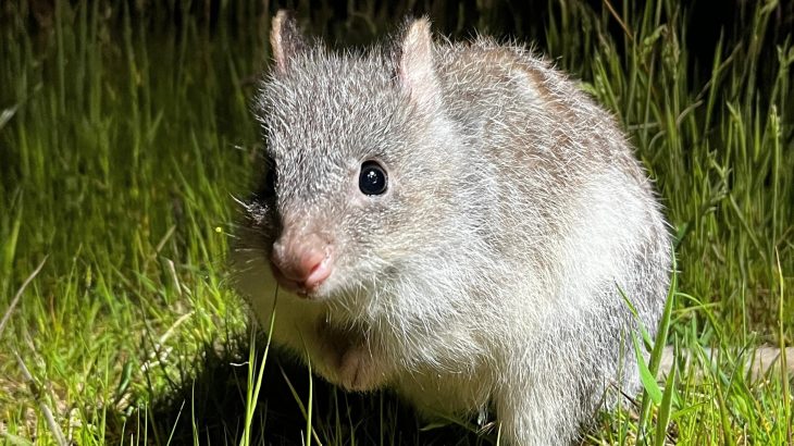 Bettongs can bite through seeds that would break other animals’ jaws