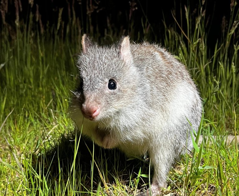 2025/11/Bettongs-bite2.jpg