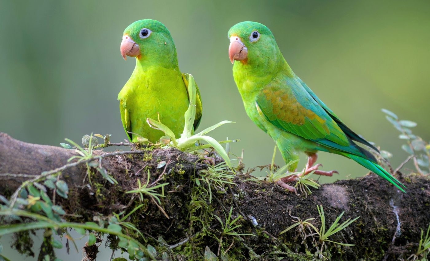 Parakeets avoid danger by easing into friendships