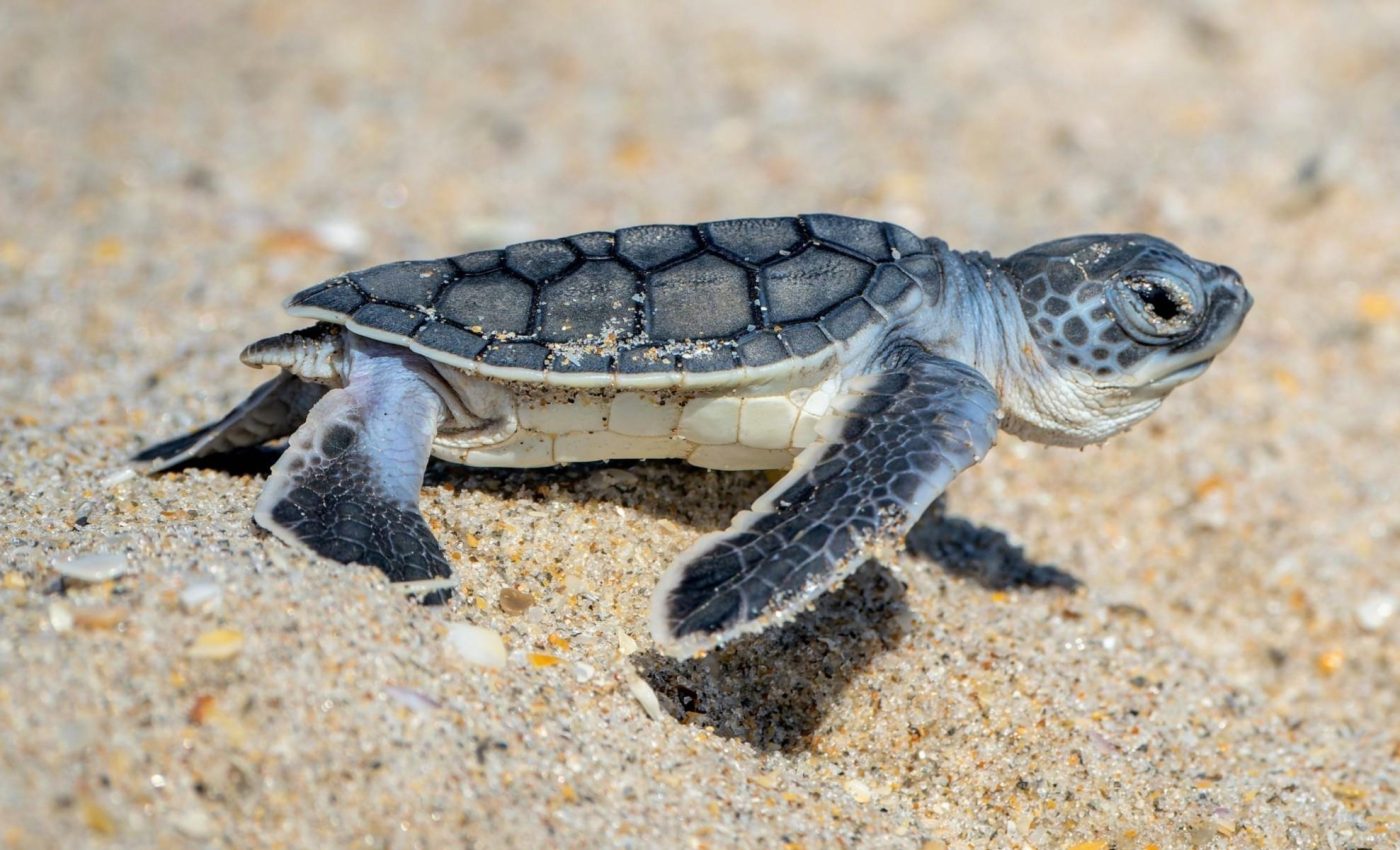 Baby sea turtles can feel Earth’s magnetic field on their first journey