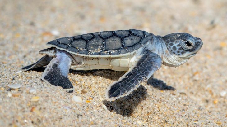 Baby sea turtles can feel Earth’s magnetic field on their first journey
