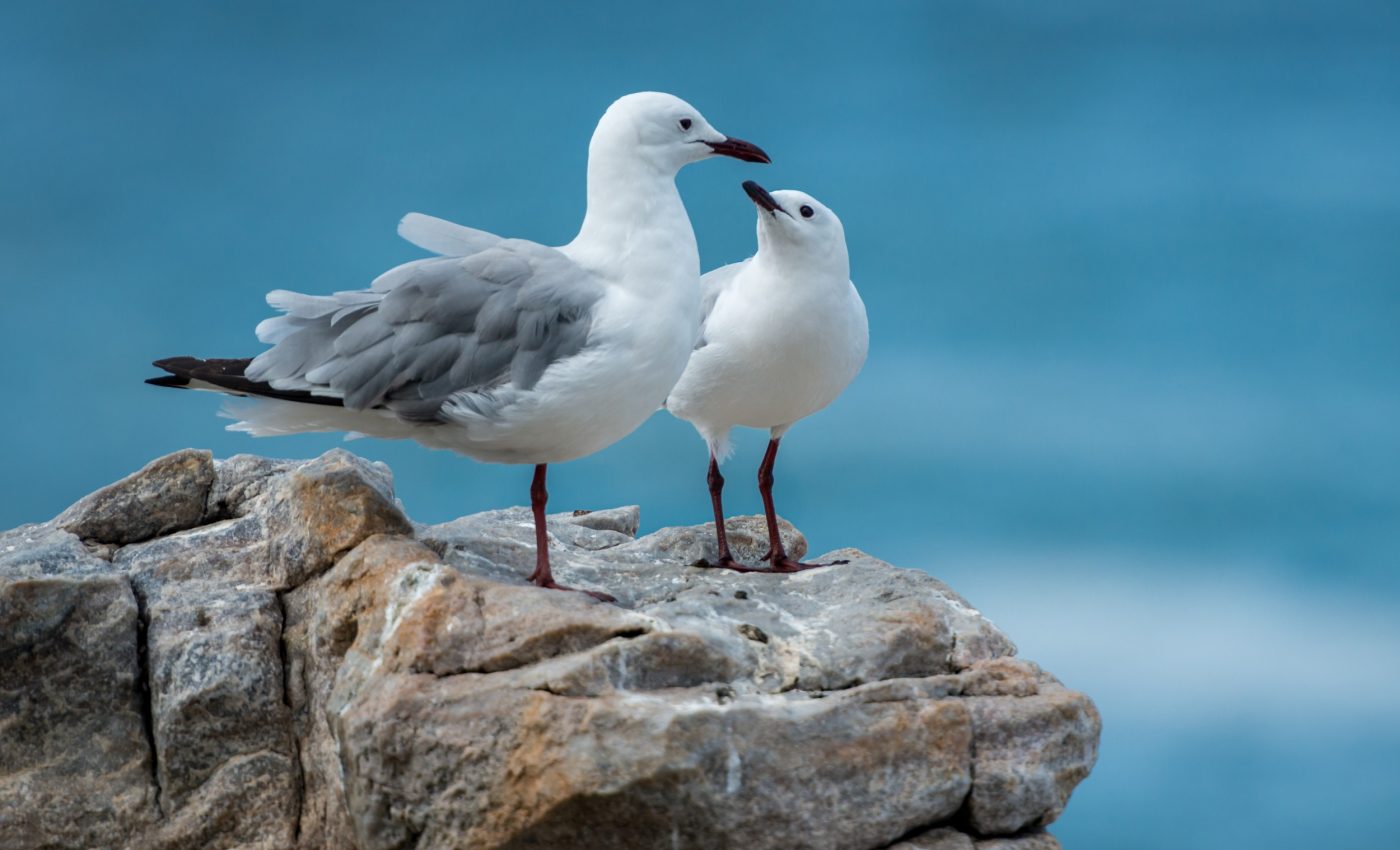 Shockingly small amounts of plastic are deadly for animals